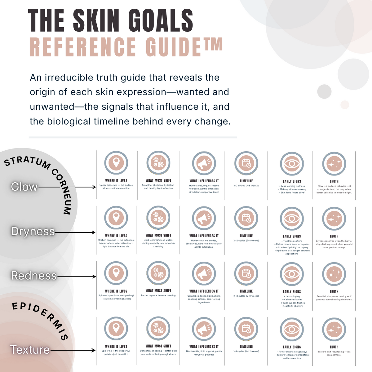 DAY THREE · The Life Cycle of a Skin Cell